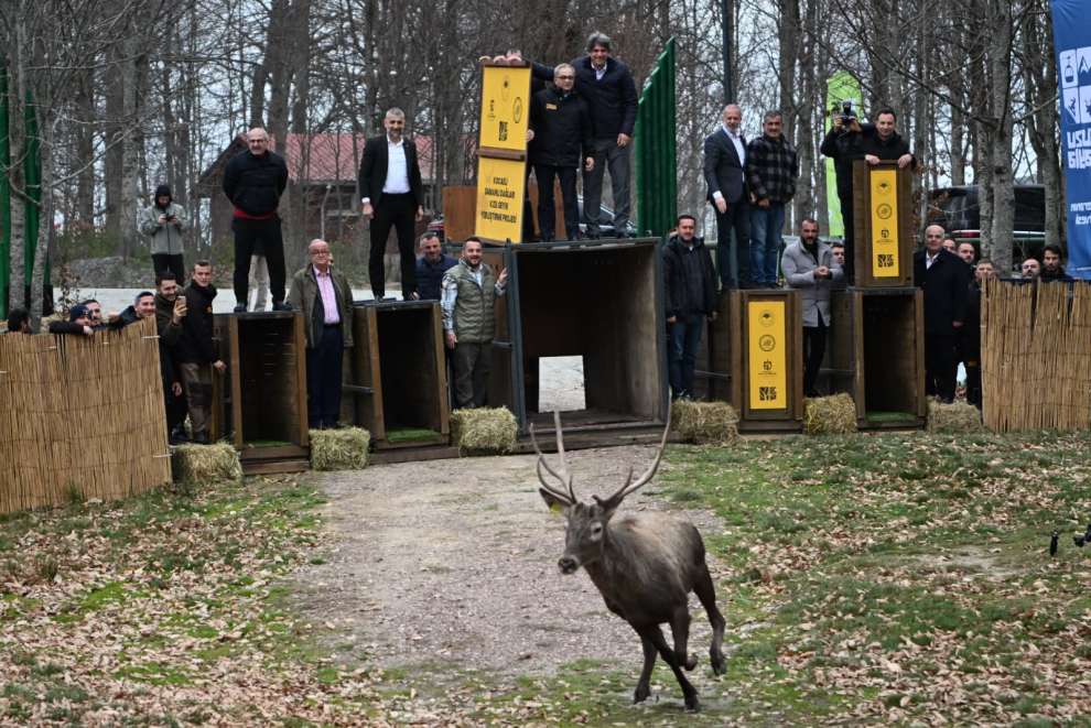 8 kızıl geyik daha Kuzuyayla’da doğaya salındı