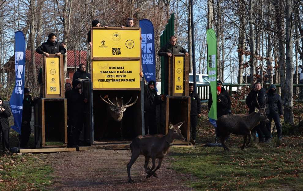 8 kızıl geyik daha Kuzuyayla’da doğaya salındı