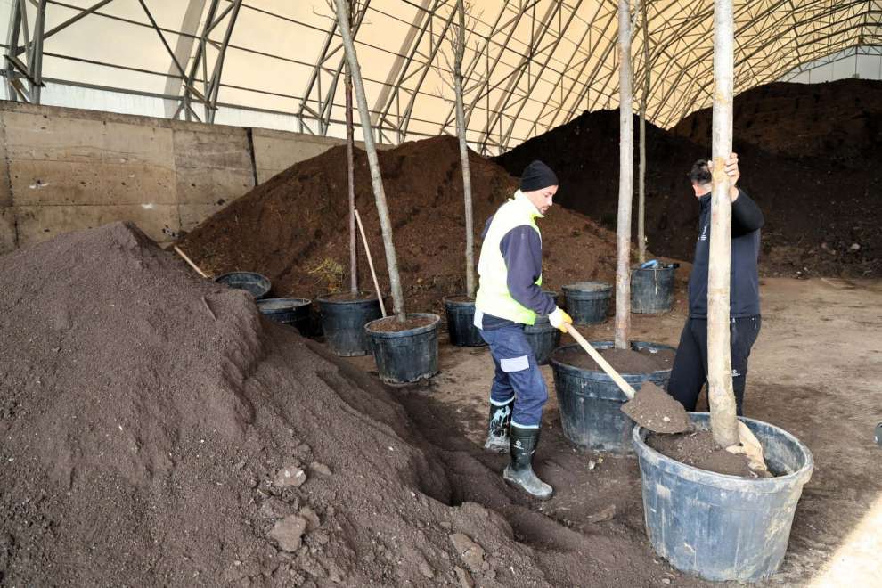 Ağaçlar yeni yerlerinde hayat bulacak