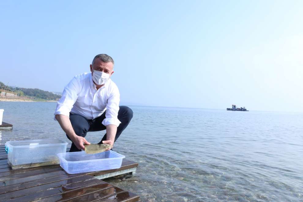 Balıklandırma Projesi’nin üçüncü aşaması Darıca sahilinde gerçekleştirildi