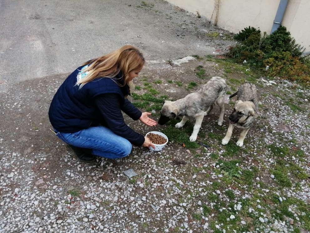 Başkan Büyükakın, sokak hayvanlarını unutmuyor