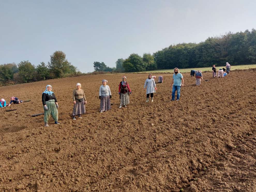 Biberiye fideleri toprakla buluşmaya devam ediyor