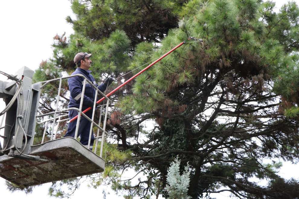 Büyükşehir Belediyesi,hacim kaybına neden olan Çam Kese böceği ile mücadele ediyor.