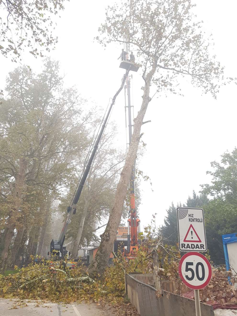 Çuhane Caddesinde risk teşkil eden Çınarlar kaldırılıyor