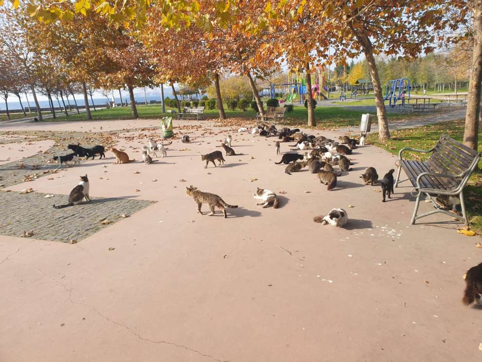 Dilovası Belediyesi can dostlarını unutmadı!