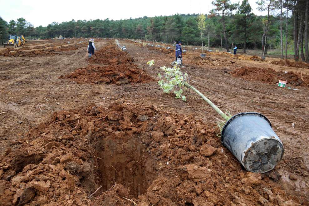 Gebze Gaziler Dağı, Büyükşehir fidanları ile yeşerecek