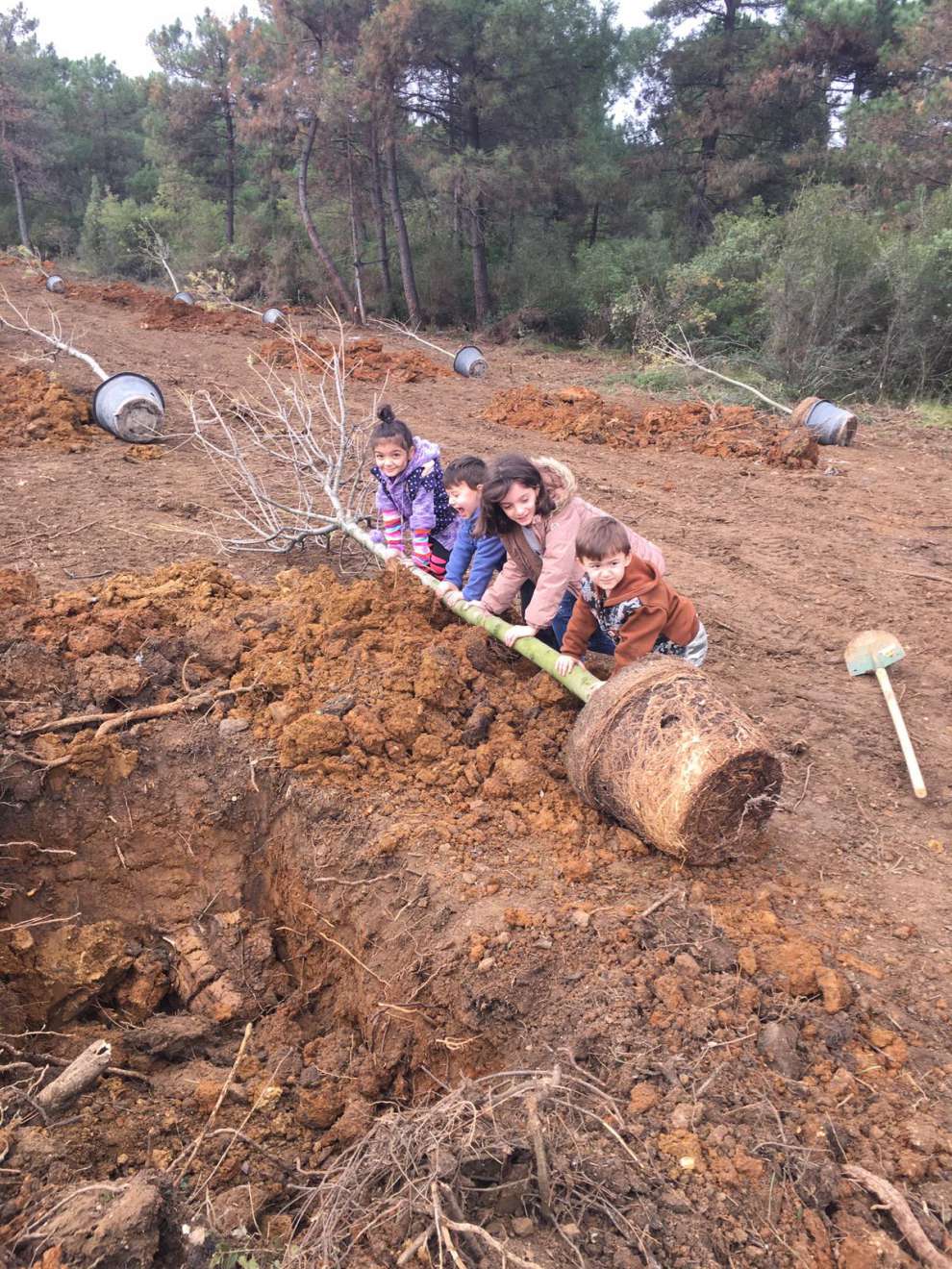 Gebze Gaziler Dağı, Büyükşehir fidanları ile yeşerecek