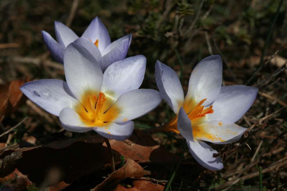 Keltepe Çiğdemi (Crocus keltepensis)