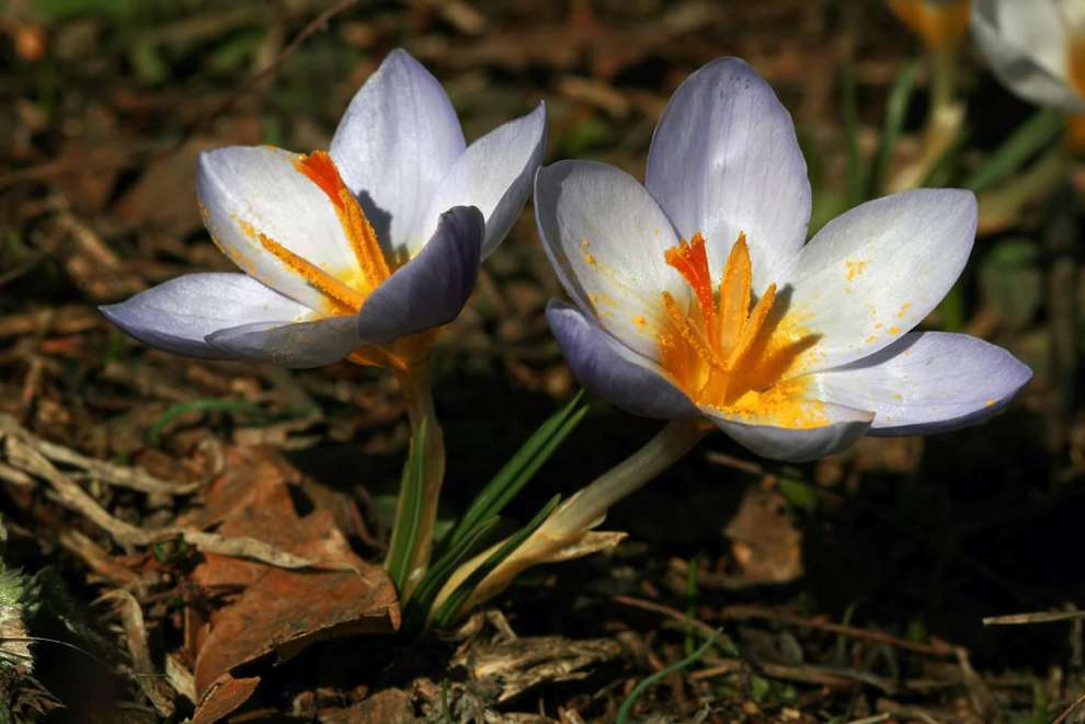 Keltepe Çiğdemi (Crocus keltepensis)