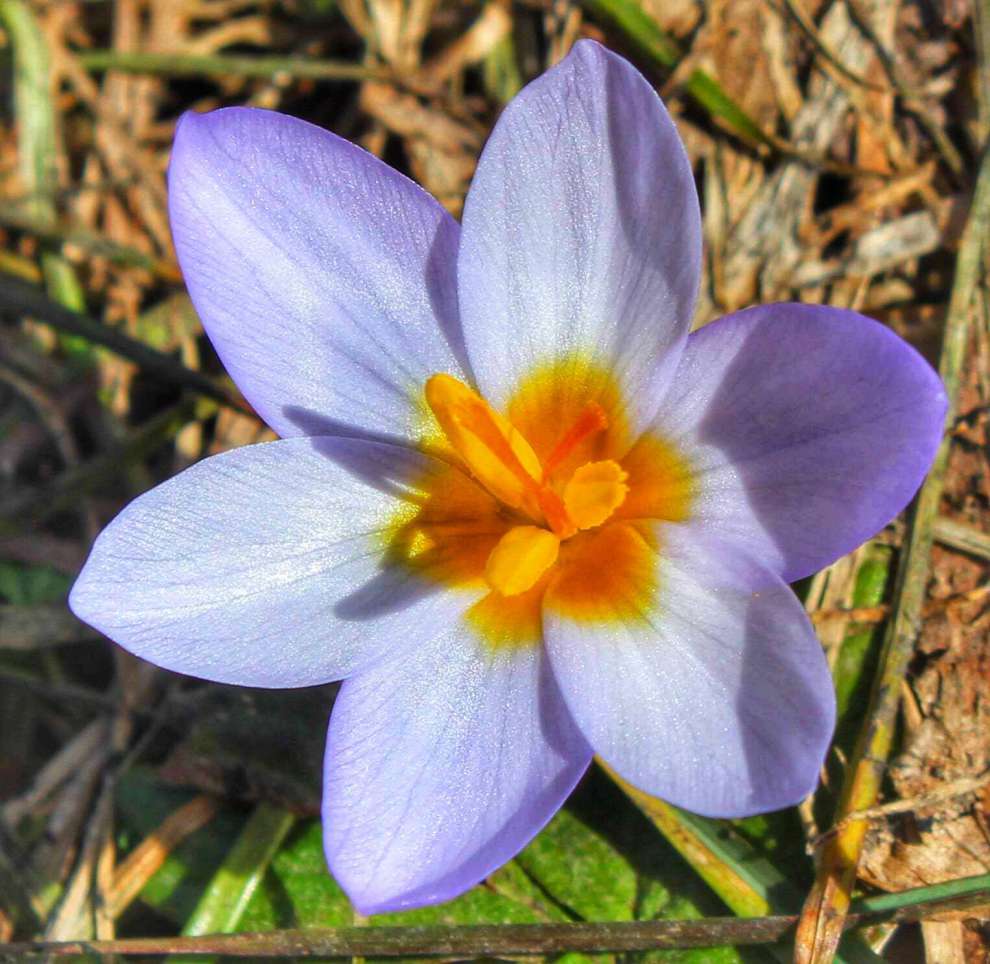 Keltepe Çiğdemi (Crocus keltepensis)