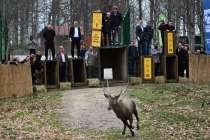 8 kızıl geyik daha Kuzuyayla’da doğaya salındı