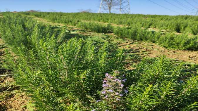 700 dekardan 150 ton biberiye toplandı