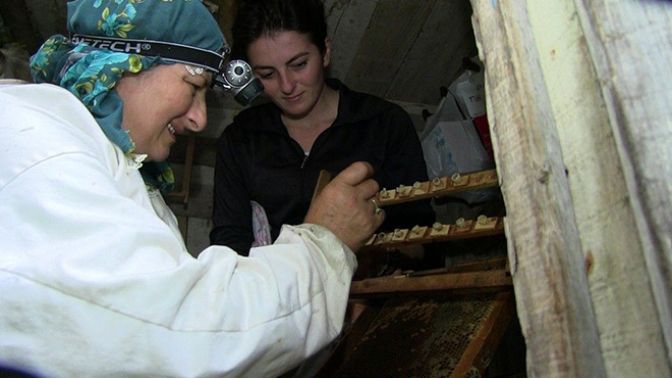 Ana kız kraliçe arı yetiştiriyorlar