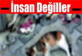 Antalya’da 12 köpek ve 2 kediyi zehirlediler