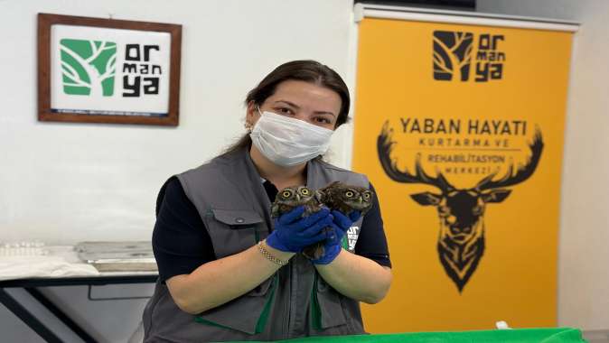 Kurtarılan baykuşlar Ormanya’ya teslim edildi