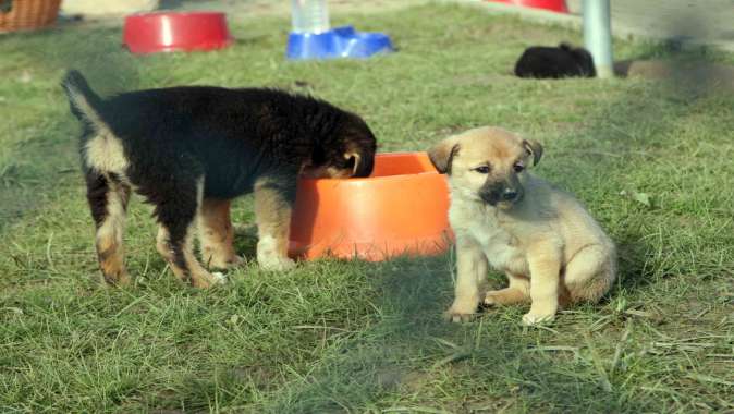 Başkan Büyükakın, ‘’Binlerce sokak hayvanına sıcak yuva bulduk’’