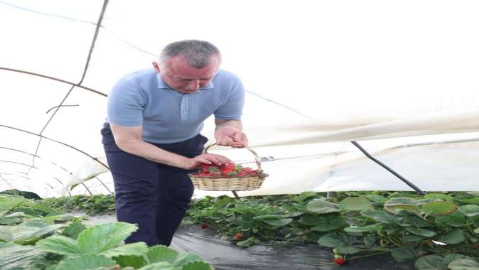 Başkan Büyükakın çilek hasadına katıldı