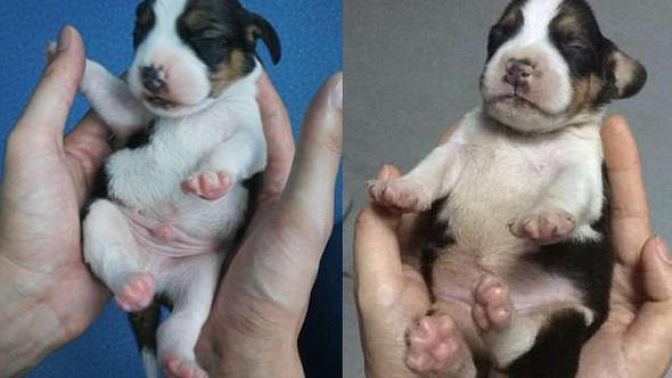 Bilim dünyasında devrim... Laboratuvarda süper köpek üretildi