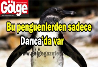 Bu penguenlerden sadece Darıca’da var