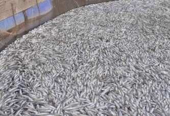 Büyük Menderes'teki kirlilik, çiftlikteki 1.5 milyon balığı telef etti