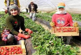 Büyükşehir’den bin adet hindi ve 75 bin çilek dağıtımı