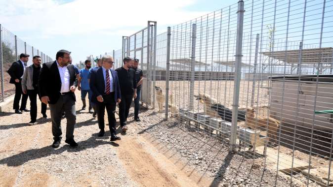 Büyükşehir’den sahipsiz köpeklere yeni yuva