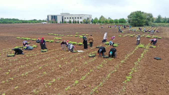 Büyükşehir’den TABİP’te Hasat ve Dikim Şenliği