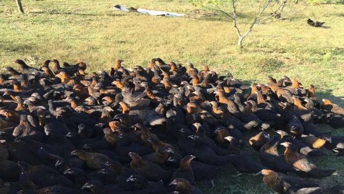 Büyükşehir’den Yüzde 50 Hibeli Gezen Tavuk Desteği