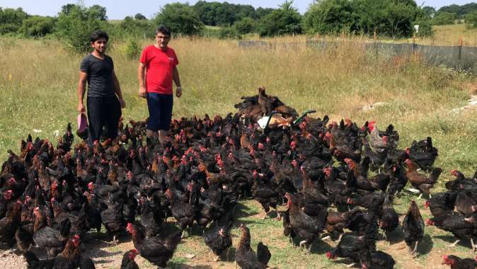 Büyükşehir’in yüzde 50 hibeli tavuk desteği çiftçilerin yüzünü güldürüyor