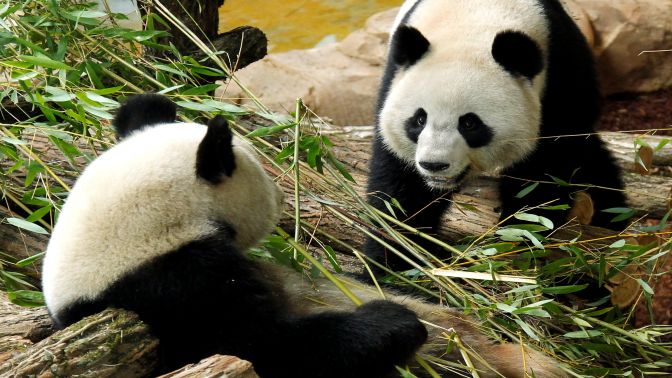 Çinli panda Fransada ikiz doğurdu, biri yaşadı