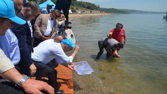 Deniz Yuvaları Projesi” Darıca Sahili’nde Büyüyor
