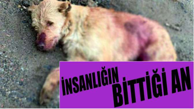 Gebzede sokak ortasında vurdular!