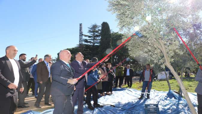 GTÜ Zeytinlikte Hasat Zamanı