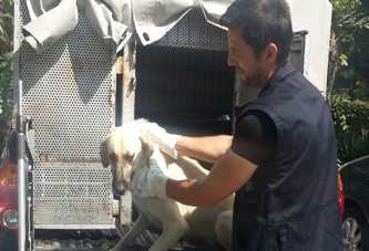 İzmit’te günde 15-20 köpek toplanıyor