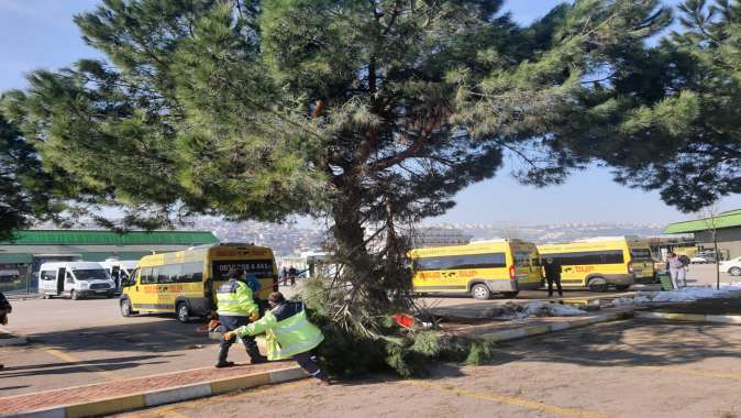 Kardan zarar gören ağaçlar budanıyor