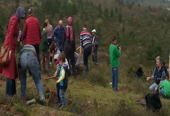 KASTAMONU ENTEGRE 1000 FISTIK ÇAMI DİKTİ