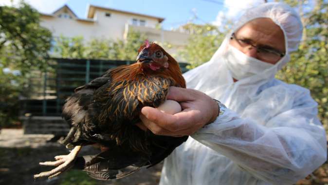 Kocaeli çiftçisine 20 bin tavuk desteği