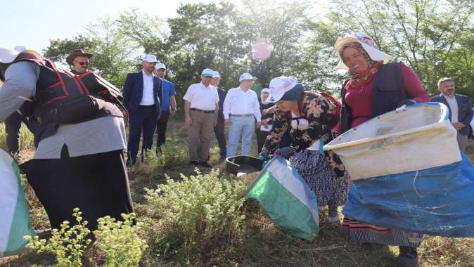 Kocaeli’de kekik hasadı başladı
