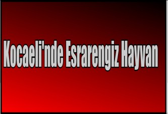 Kocaeli'nde Esrarengiz Hayvan Cesedi