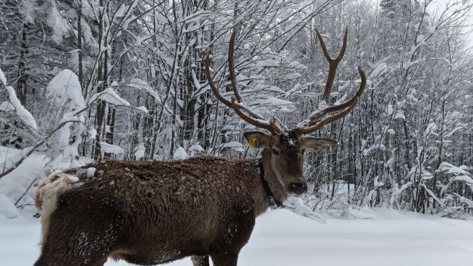 Kuzuyayla’nın müdavimi kızıl geyikler
