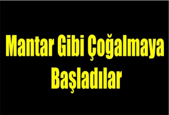 Mantar gibi çoğalmaya başladılar