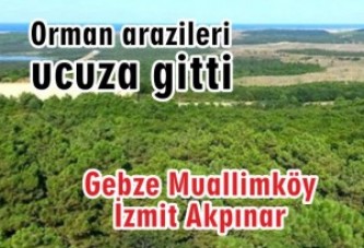 Orman arazileri ucuza gitti