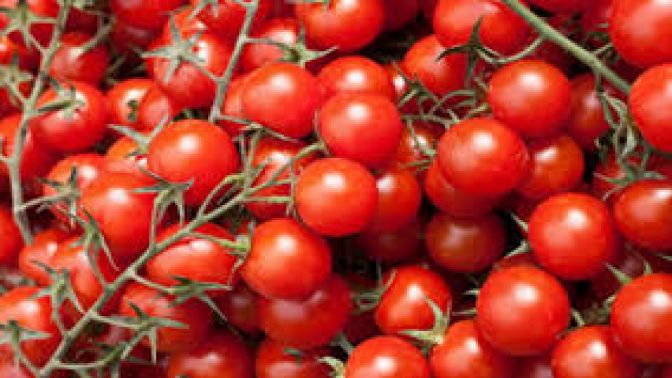 Rusyadan çok önemli domates açıklaması
