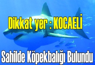 Sahilde köpekbalığı bulundu