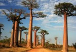 2. Baobab Ağacı, Madagaskar