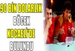 90 BİN DOLARLIK BÖCEK KOCAELİ'DE BULUNDU