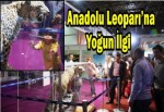 Anadolu Leoparı’na yoğun ilgi