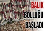 BALIK BOLLUĞU BAŞLADI