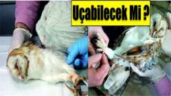 Baykuş Yeniden Uçabilecek mi?