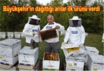 Büyükşehir'in dağıttığı arılar ilk ürünü verdi